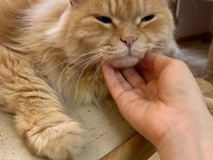 -猫咪派对(江南西店)