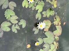-新洲生态园