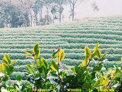-白茶原·一片叶子