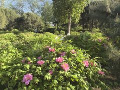 -莲花池公园