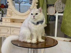 -共舞时光猫咖·狗咖(新街口店)