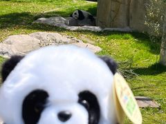 -上海野生动物园