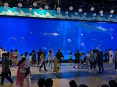 -烟台海昌鲸鲨海洋公园