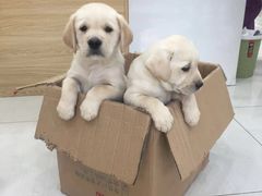 -惠康宠物医院(华能路店)