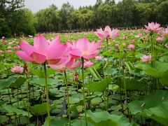 -东郊湿地公园