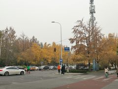 -三里屯东五街银杏大道