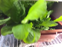 -东椰·海南椰子鸡火锅(朝阳门店)