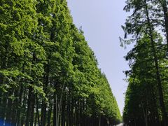 -日照海滨国家森林公园