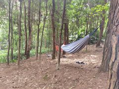 -铁山坪森林公园