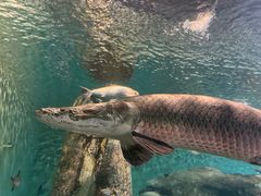 -上海海洋水族馆