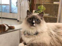 -共舞时光猫咖·狗咖(新街口店)