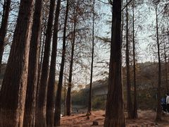 -青龙山国家森林公园