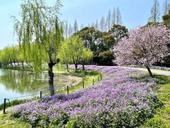-尚湖风景区