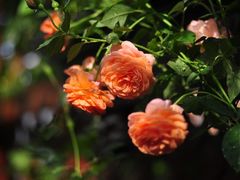 -石家庄市植物园