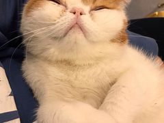 -飞行喵MR PILOT|猫舍·猫咖(静安大融城店)