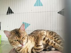 -Cappucimeow猫咪咖啡馆(韦伯时代店)