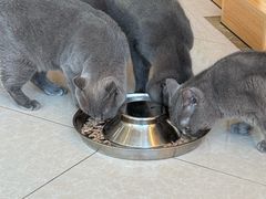 -Catmate·猫肥家润(金润铂宫店)