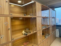 -猫十亿·布偶金渐层·曼基康矮脚猫舍(青年路店)