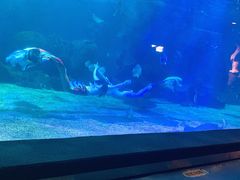 -石家庄海洋公园