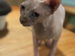 -藦茜花园宠物主题亲子互动体验馆(国顺东路店)