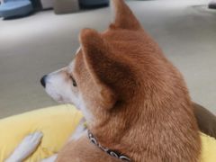 -逗柴咖啡屋·狗咖猫咖宠物桌游