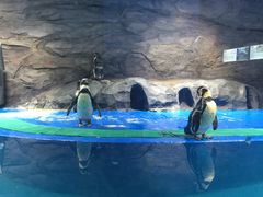 -北戴河圣蓝海洋公园