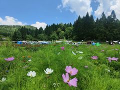 -武陵山森林公园