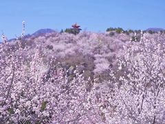 -白水寺森林公园