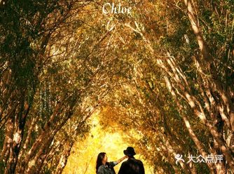 塔合曼乡道带你跌进新疆秋日的橘色浪漫中