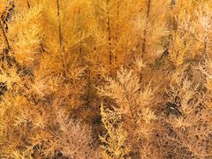 -金塔沙漠胡杨林景区