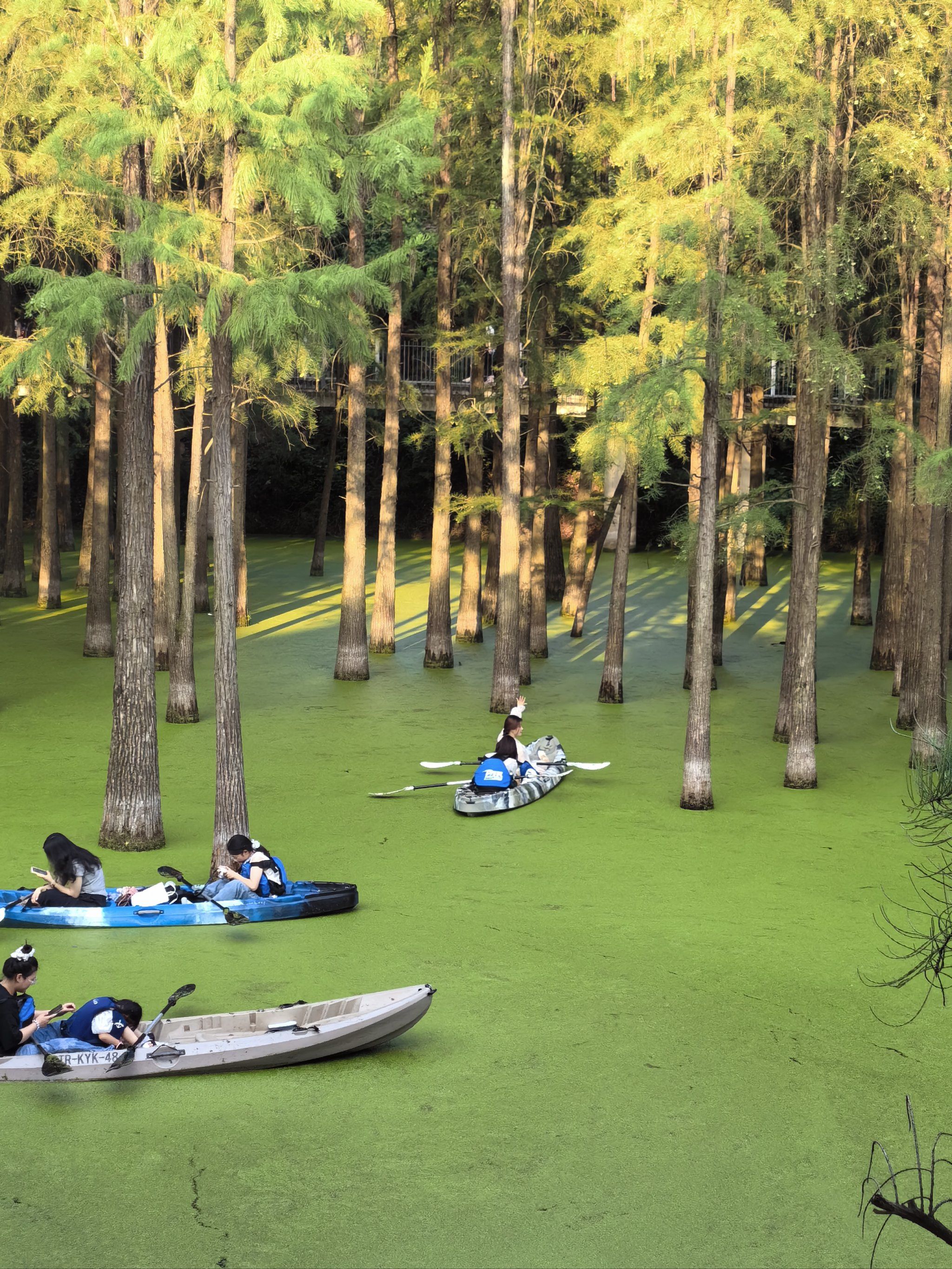 水上森林 水上wonderland