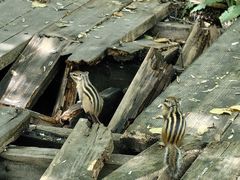 -五营红松林海景区