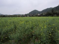 -红山村