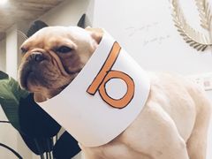 牛奶妹-柯斗斗主题餐厅·狗咖·围炉煮茶·茶饮(国瑞升平里店)