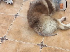 -Let's go狗咖·猫咖·奶狗·桌游(春熙路IFS店)