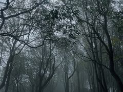 -阳台山森林公园