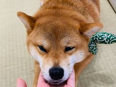 -逗柴咖啡屋·狗咖猫咖宠物桌游