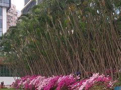 -金莲花广场