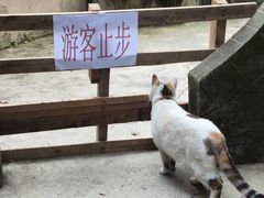 -磁器口古镇