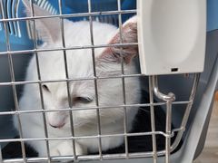 -爱侣宠医·鹦鹉专科·小型哺乳类·异宠专科(灵石路店)