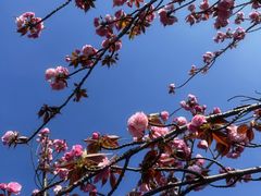 -高东镇樱花园