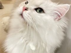 -共舞时光猫咖·狗咖(新街口店)