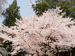 -武汉大学-樱园