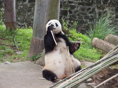-都江堰中华大熊猫苑