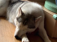 -Husky Go! 哈士奇体验馆·宠物咖啡厅狗咖