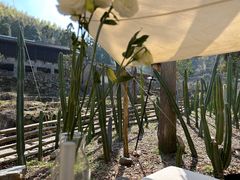 -MOJ coffee(瓯海泽雅水碓坑店)