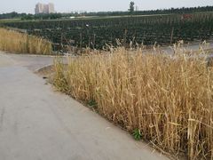 -汉长安城未央宫国家考古遗址公园