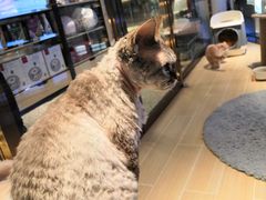 -momokira米努特·德文卷毛猫·棉花面纱犬