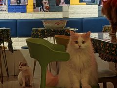 -平行世界·猫咖(首经贸店)