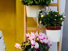 -茶是一枝花泡茶店